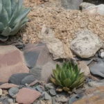 A vibrant xeriscaped yard showcasing diverse plants and low-water landscaping techniques.