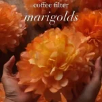 How beautiful are these marigolds?
